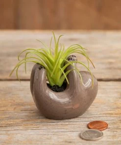 Natural Life Faux Succulent In Sloth Planter, 2" 3 Natural Life Faux Succulent In Sloth Planter, 2" -Department Store Shop Tiny Sloth Ceramic Planter With Faux Succulent PLNT065 02